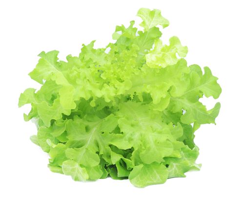 Green Oak Leaf Lettuce (Hydroponic), 150 - 200 gm