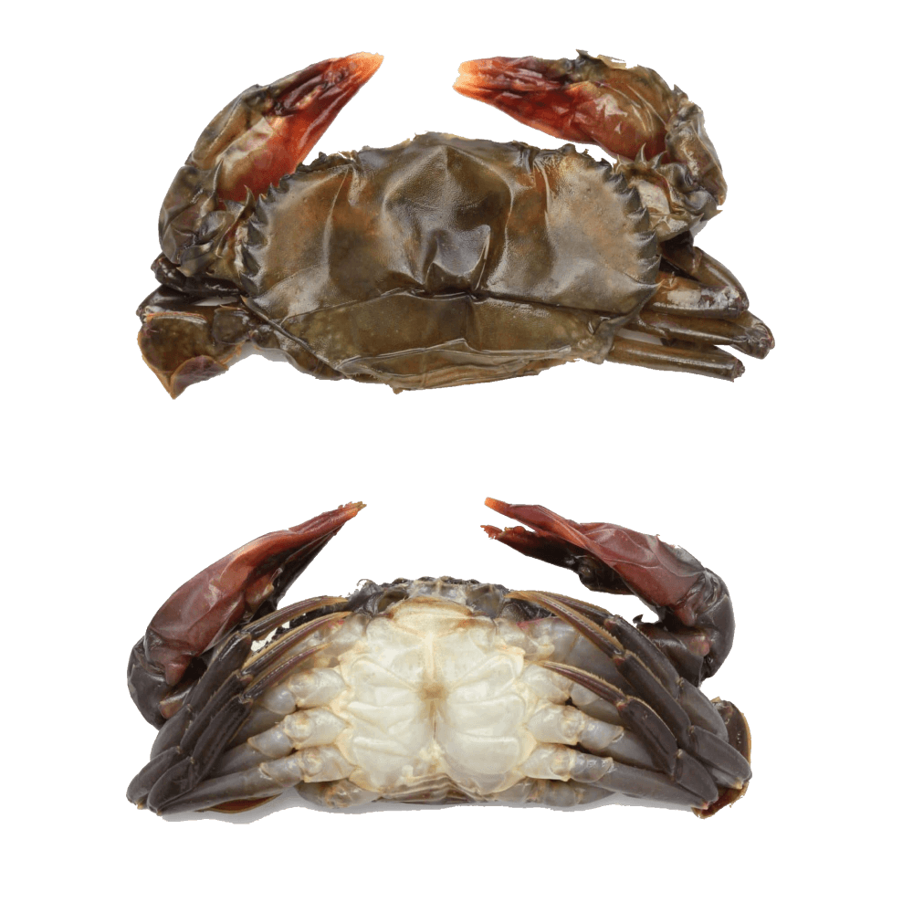 Frozen Soft Shell Crab (80-120 gm/pc), 1 Kg