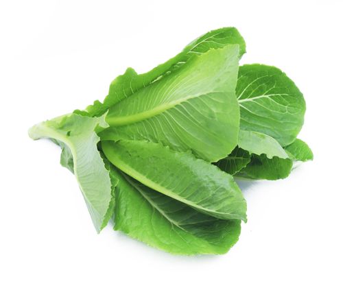 Romaine Lettuce (Hydroponic), 150 - 200 gm