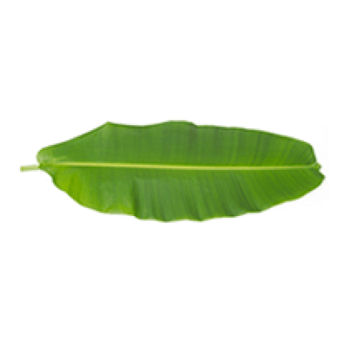 Banana Leaf, 10 Pcs