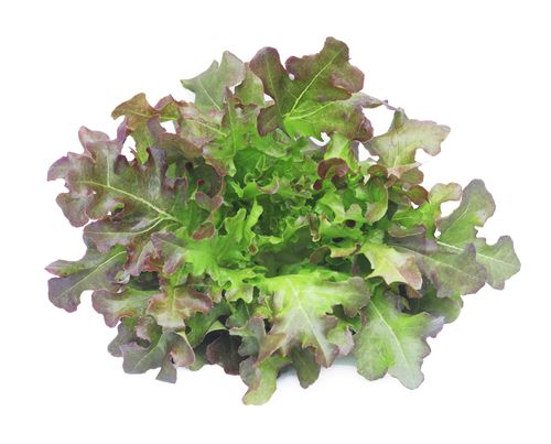 Red Oak Leaf Lettuce (Hydroponic), 150 - 200 gm