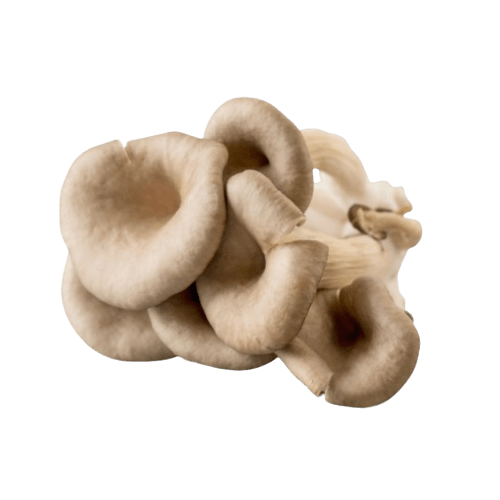 Oyster Mushroom, 200 gm