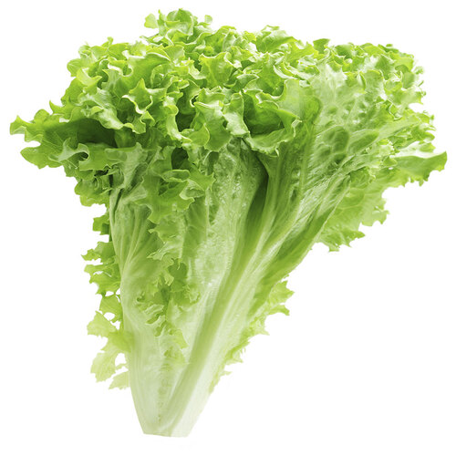 Hydroponic Lettuce Green Curly/Leafy, 250 gm