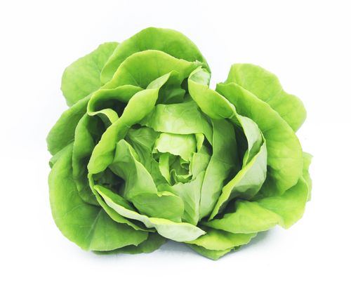 Butterhead Lettuce (Hydroponic), 150 - 200 gm