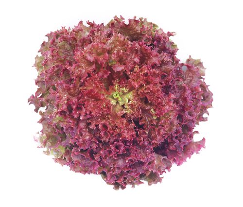 Red Lollo Rosso Lettuce (Hydroponic), 150 - 200 gm