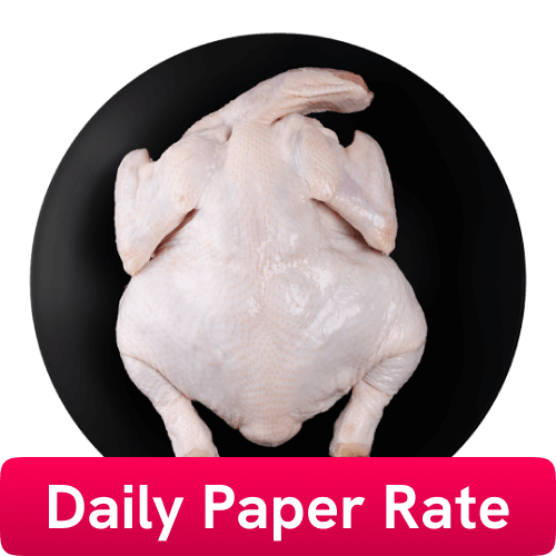 Chicken Whole with Skin (900-1100 gm/pc), 1 Birds/Pack