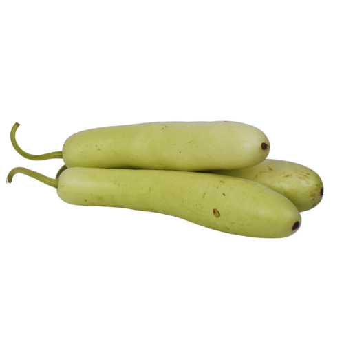 (GT) Bottle Gourd/Lauki (500-600 gm), 1 Pc