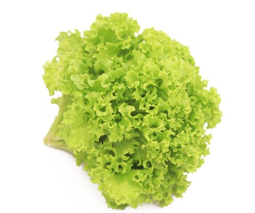 Green Lollo Rosso Lettuce (Hydroponic), 150 - 200 gm