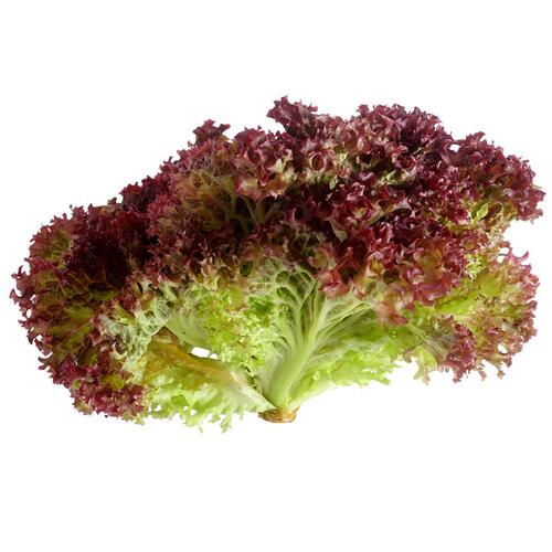 Hydroponic Lettuce Loloroso/Red, 250 gm