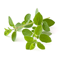 Fresh Oregano, 100 gm