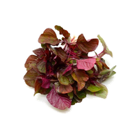 Amaranth