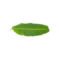 Banana Leaf