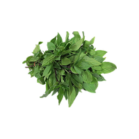 Basil
