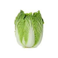 Chinese Cabbage